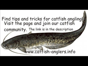 Catfish fishing tips and tricks