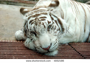 White Tiger Face Tattoo Emo...