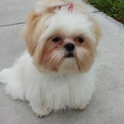 Ace Dog Grooming & Pet Supplies - Miami, FL, United States. So fresh ...