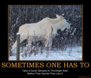 Funny Moose Sayings