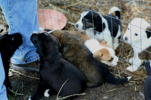 Does Dog Look Like Pitbull