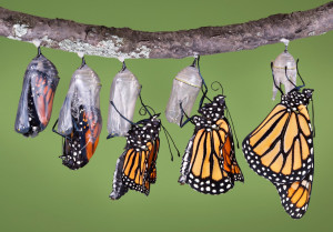 Butterflies in cocoons emerging