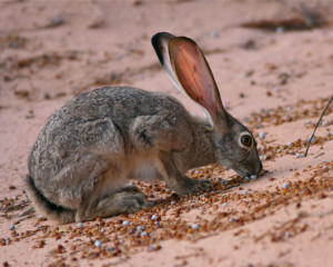 Big Jack Rabbits Jackrabbits: big feet and