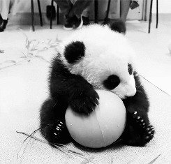 beautiful, cute, tumblr, panda