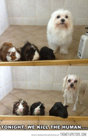 Funny photos funny dog guinea pigs bath