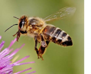 The South Bay Honey Bee Relocation & Rescue Specialists