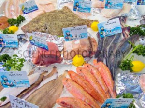 Fresh Fish Counter Display