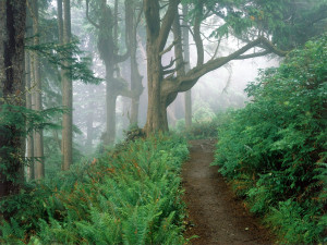 Cape Lookout State Park Oregon 1600x1200 ID - Forests Photography ...