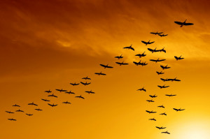 Talk about good mileage…migrating birds can put on anywhere from 15 ...