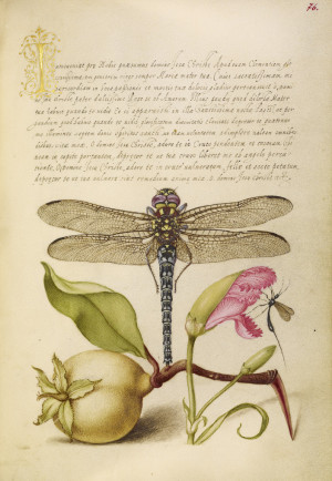 , Pear, Carnation, and Insect, 1562/96. Watercolors, gold and silver ...