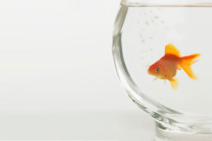 Goldfish-fishbowl