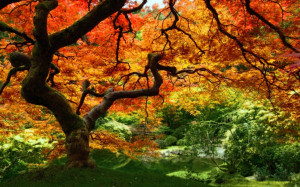 Belle arbre d'automne fôret _ www.images-libres.net