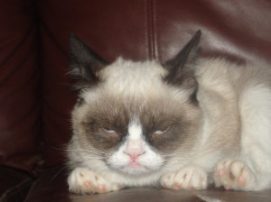 Grumpy Cat: 