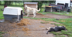 OK, everyone, if you're getting this e-mail it means the police ...