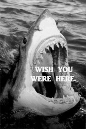 Wish you were here shark humor – Friday laughter at PMSLweb.com