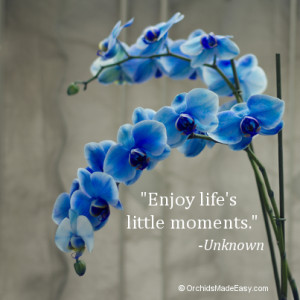 Enjoy Life’s Little Moments