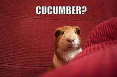 Piggy thought he heard something...☺☺☺ The Best Guinea Pig Food ...