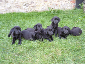 black labrador puppies £ 500 posted 1 year ago for sale dogs labrador ...