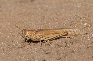 Found This Large Desert...