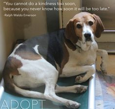 ... quote #health #animals #dog #dogs #adopt #adoption #pets #beagle
