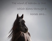 Horse quote, inspirational quotation, horse photography with quote, va ...