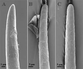 SEM photographs showing the tip of a cat fur hair (A), a (human ...