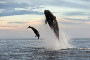 Killer Whale Dolphin Photo