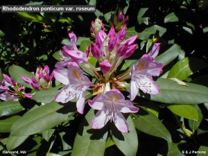 united nations andrew undersecretary