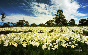 Lillies Field by AndreaAndrade