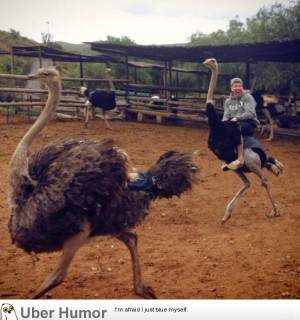 So my friend rode an ostrich in Africa…, might be the happiest a ...