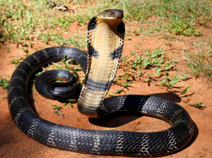 King cobra, Ophiophagus hannah . Image credit: Anand Titus / Geeta ...