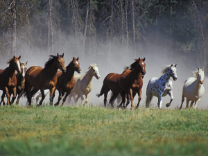 Horses Walking
