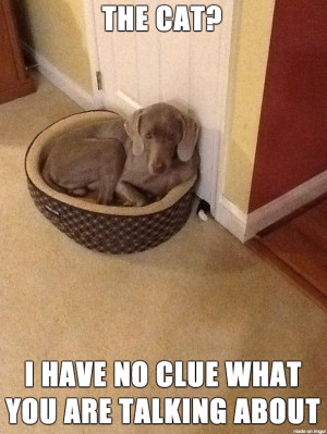 Funny Meme – [Innocent looking dog]