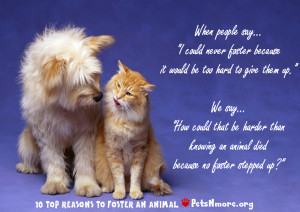 ... , animal, inspiring quotes for animal lovers, petsnmore.org, foster