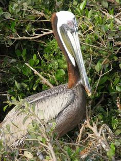 Louisiana-A Part Of My Heritage