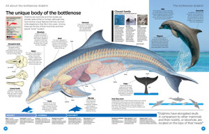 Bottlenose Dolphin Anatomy Diagram