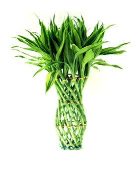 Corn Plant Sprout Stock Photo