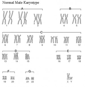 chromosome translocations Images and Graphics