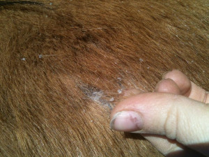 Horse Lice Dust