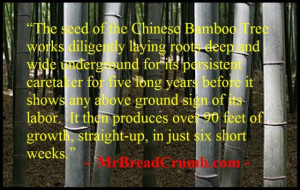 Chinese Bamboo Tree of Patience
