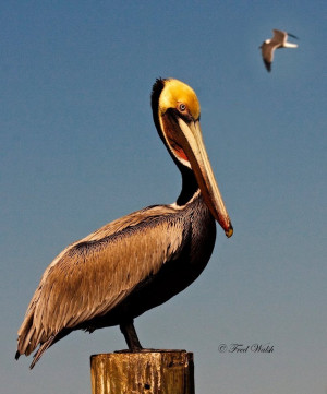 ... Louisiana Culture, Louisiana Cajun, Birds Brown Pelican, Louisiana