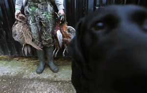 beater holds dead pheasants after a hunt in Lewknor, southern ...