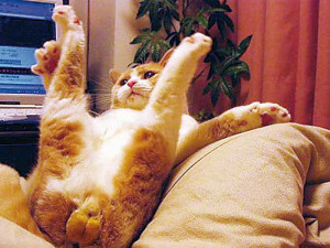 Si un gato se pone boca arriba significa que te tiene confianza y ...