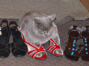 fat cat in high heels meme Imgur Tumblr If It Fits, I Sits: These 21 ...