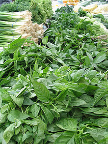 Basil, a common culinary herb.