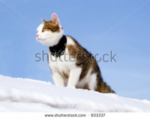 stock-photo-sick-cat-with-bandage-on-snow-winter-scene-with-cat-snow ...