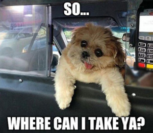 Derp Dog Taxi Driver