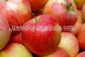 gt Fruit and Agriculture Product gt 2013 New fresh red Fuji apple