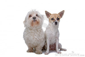 Mixed breed chihuahua and a Maltese dog isolated on a white background ...