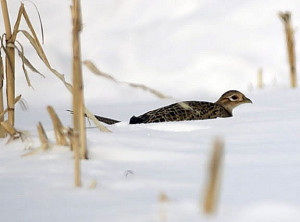 Ring-necked Pheasant